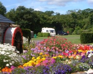 Flowers galore provide foraging for honey bees and butterflies 