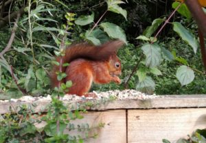 Captured on camera, the park's pioneering red squirrel