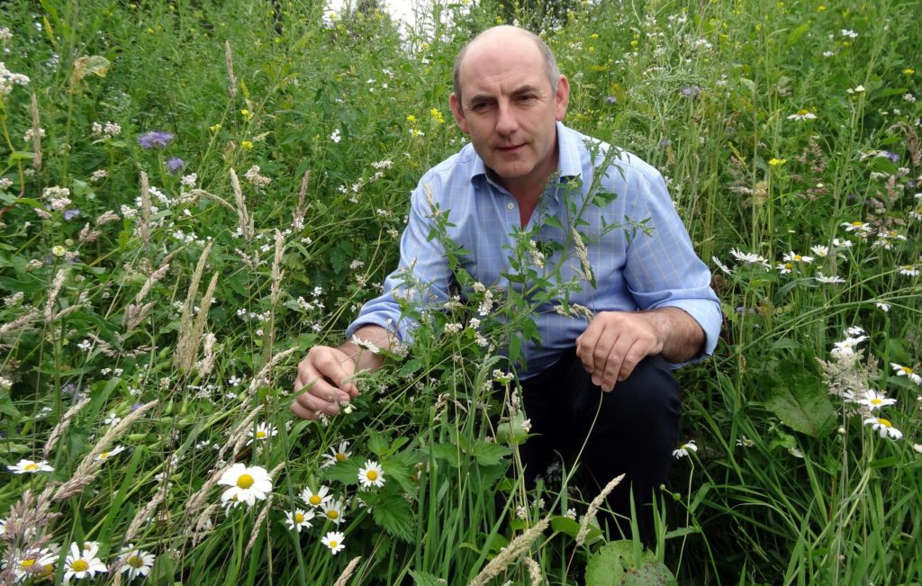 Henry Wild (above) says the park's new wildflower wilderness will be providing a foraging feast for the bees
