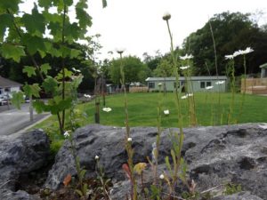 Wild flowers also flourish tors</em srcset=