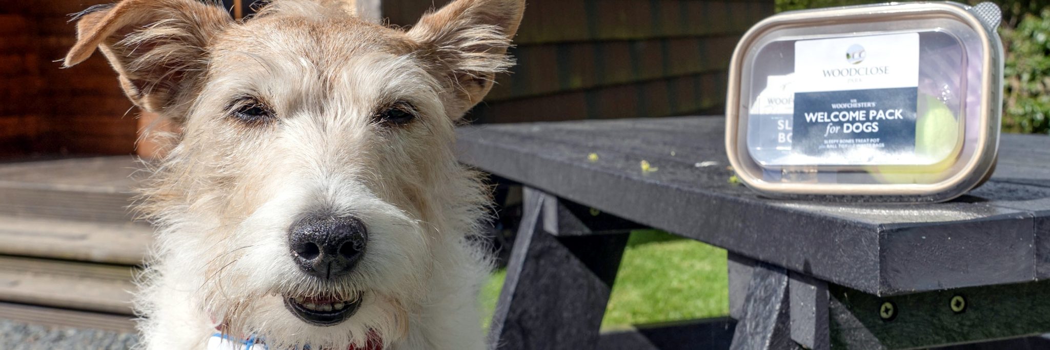 Round of a-paws for “exceptional” holiday park pooch Skye