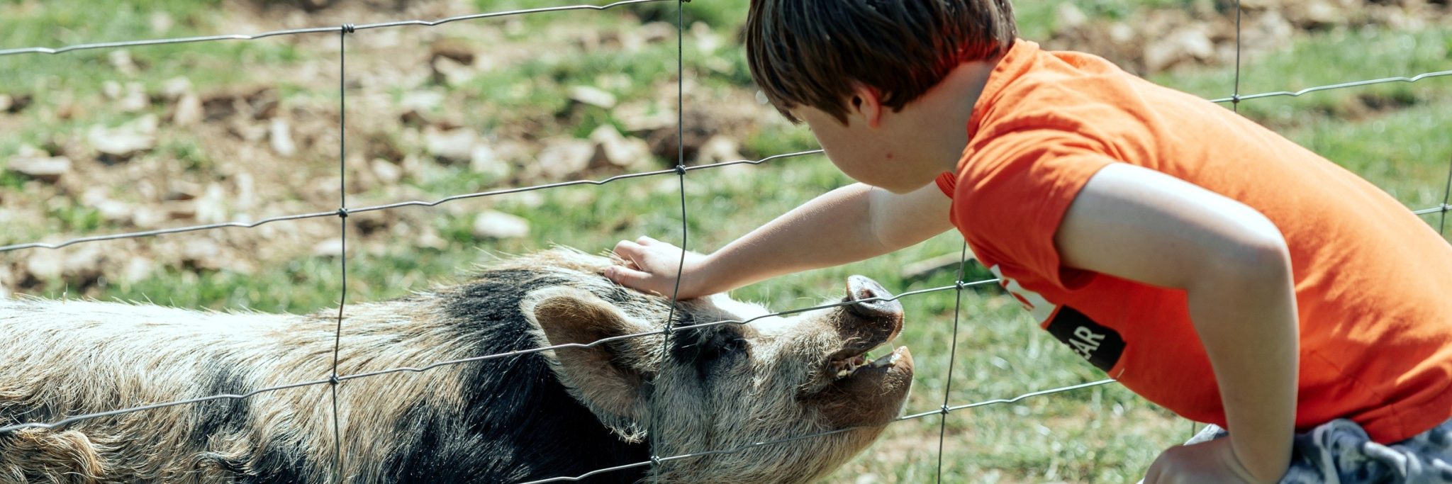 Family’s farm park glitters in gold at Devon Tourism Awards