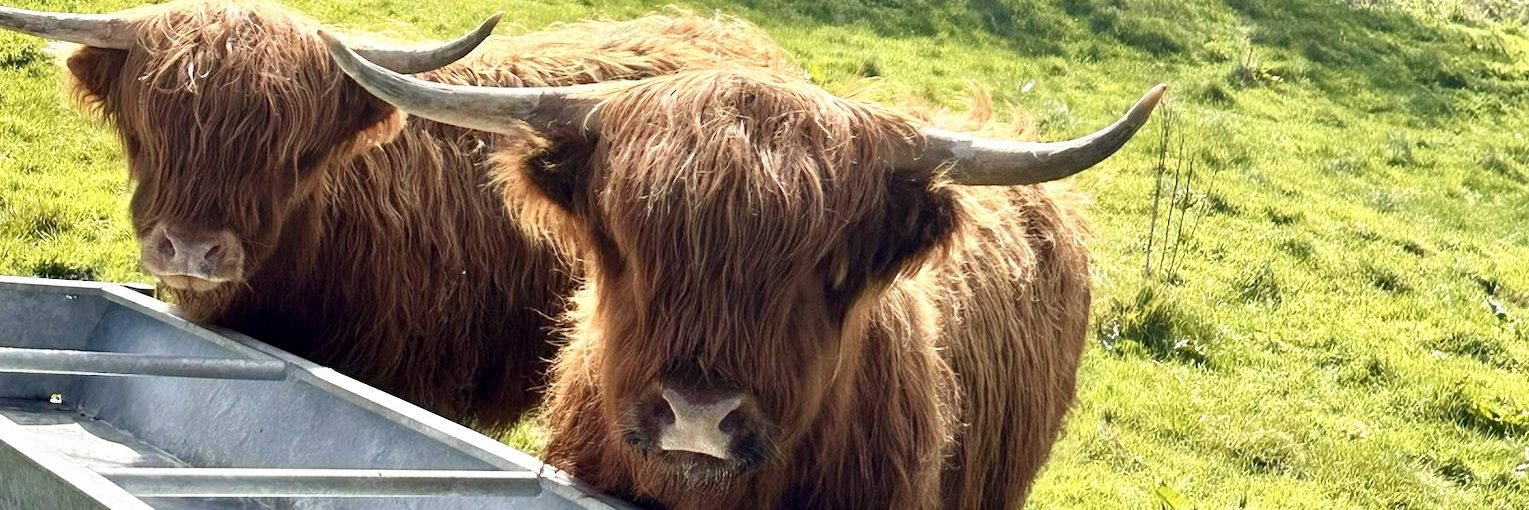 Devon park’s cuddly calves put guests in a holiday moo-d!